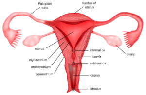 Menstrual Health in Chinese Medicine bodymindwellnesscenter.com