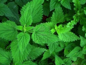9248721-close-up-of-stinging-nettles-for-use-as-background-texture